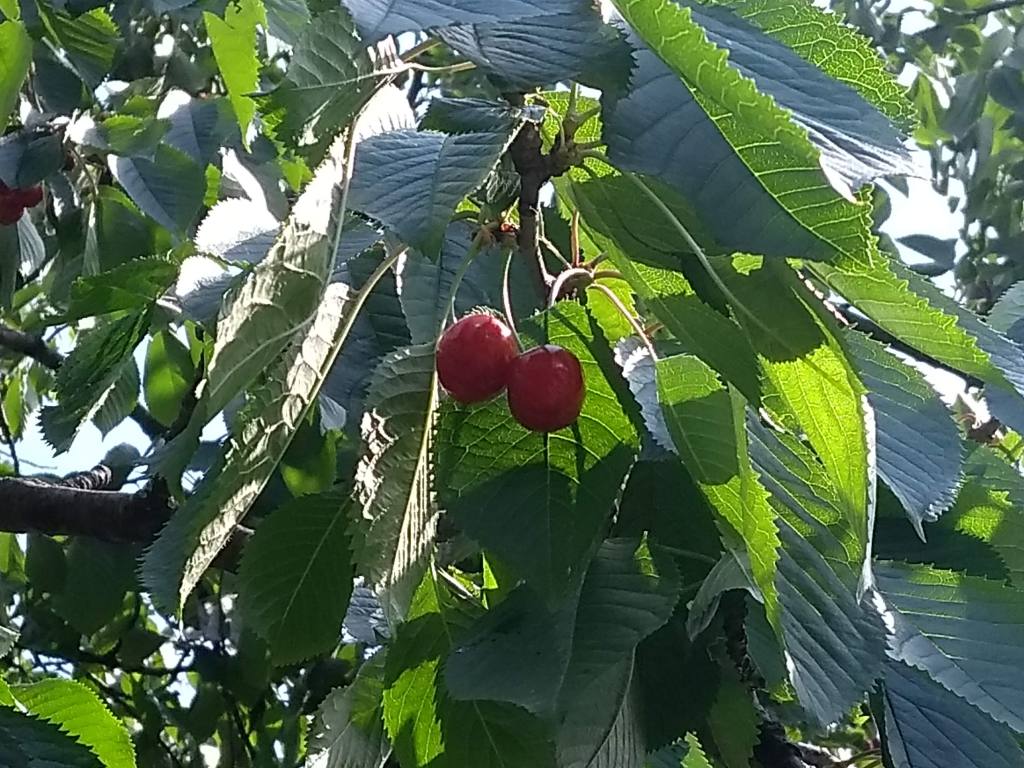 2 bright read cherries hanging from a tree with green leaves behind them